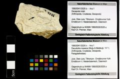 Foto (Objekt + Etiketten) von Discutiolira moesica (Muţiu & Bădăluţă, 1971) 